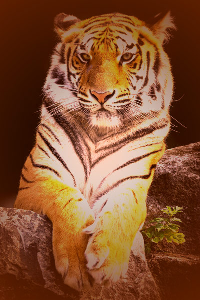Image after manipulations